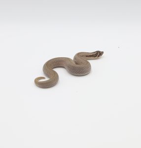 サムネイル1