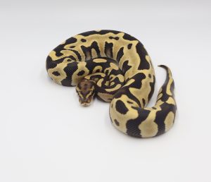 サムネイル1