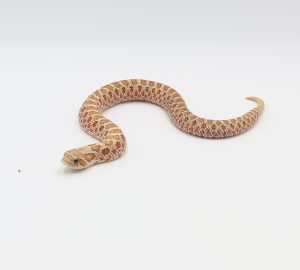 サムネイル1