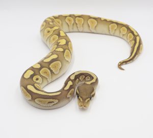 サムネイル1