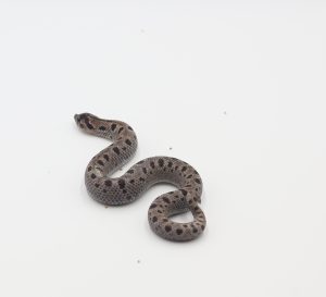 サムネイル1