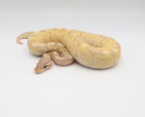 サムネイル1