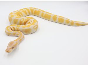 サムネイル1