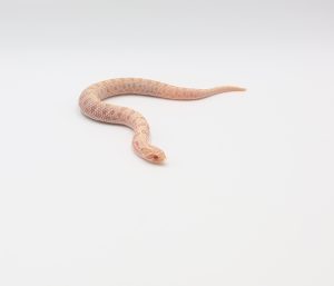 サムネイル1