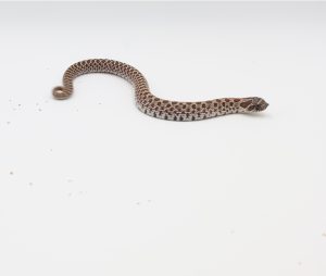 サムネイル1