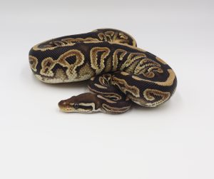 サムネイル1
