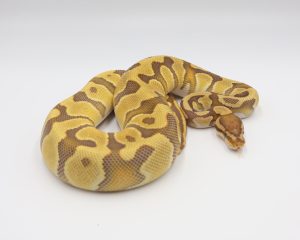 サムネイル1