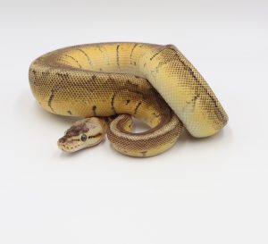 サムネイル1