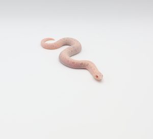 サムネイル1