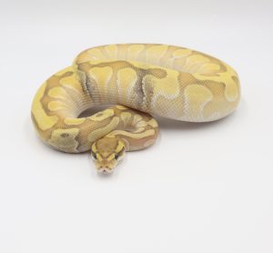 サムネイル1