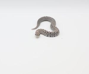 サムネイル1
