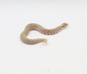 サムネイル1