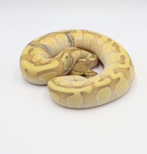 サムネイル1