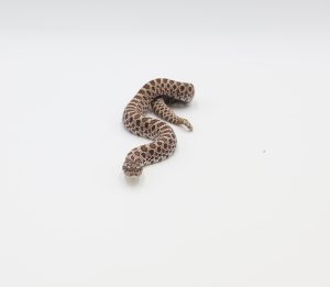 サムネイル1