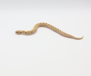 サムネイル1