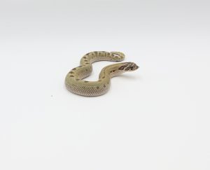 サムネイル1