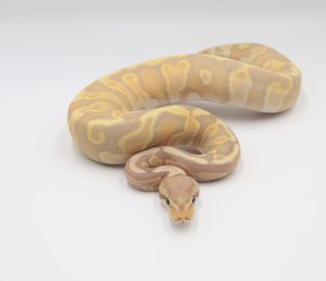 サムネイル1