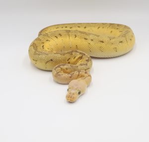 サムネイル1