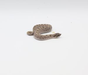 サムネイル1