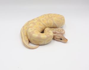 サムネイル1