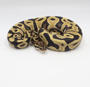 サムネイル1