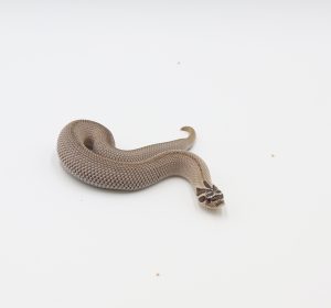 サムネイル1
