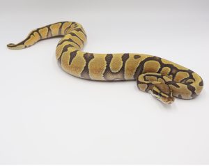 サムネイル1