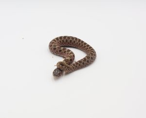 サムネイル1