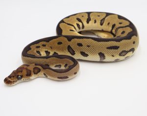 サムネイル1