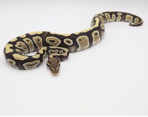 サムネイル1