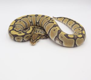 サムネイル1