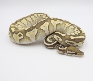 サムネイル1