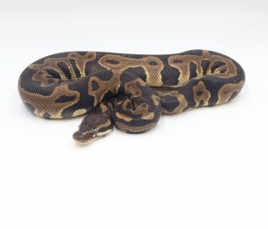 サムネイル1