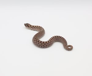 サムネイル1
